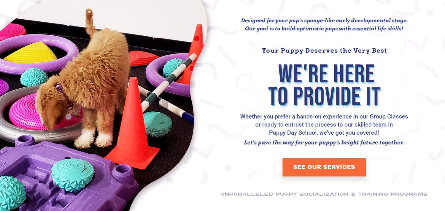 Your puppy deserves the best — We're here to provide it! Rocky Mountain Dog Training offers unparalleled puppy socialization and training programs designed for your pup's sponge-like early developmental stage. Our goal is to build optimistic pups with essential life skills. Whether you prefer a hands-on experience in our group classes or are ready to entrust the process to our skilled team in our Puppy Day School programs, we've got you covered. Let's pave the way for your puppy's bright future together.