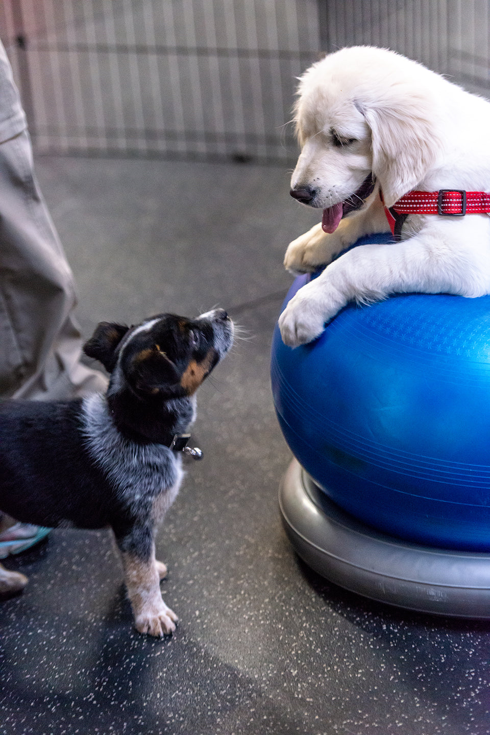 Puppy Socialization
