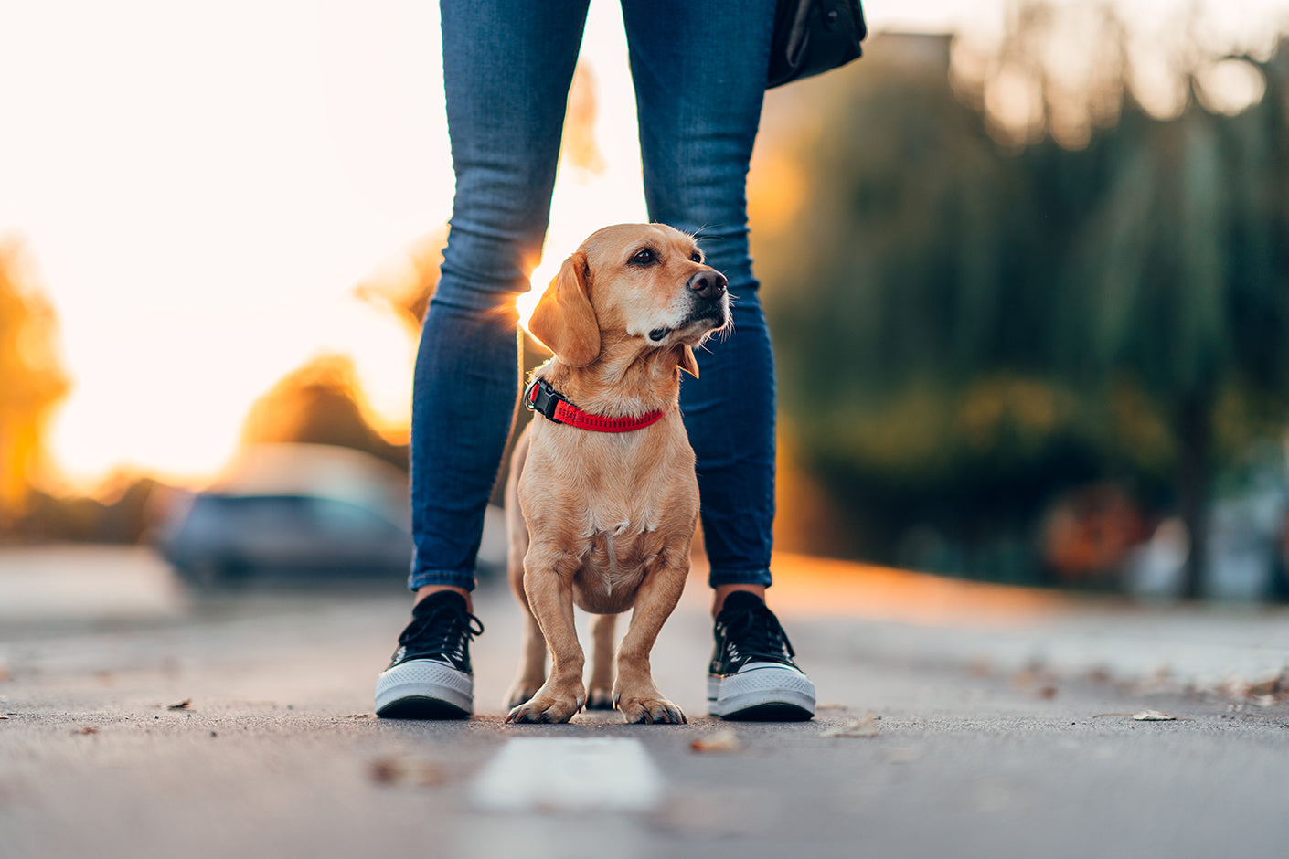 Group Class Dog Training, Puppy Day School and Puppy Socialization ...