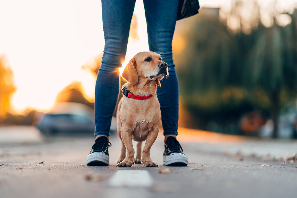 Group Class Dog Training, Puppy Day School and Puppy Socialization ...