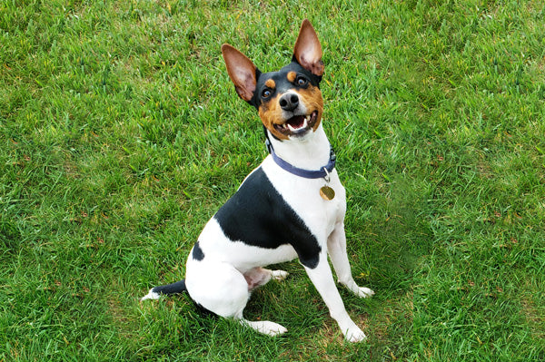 Rocky Mountain Dog Training - Basic Manners for Adult Dogs