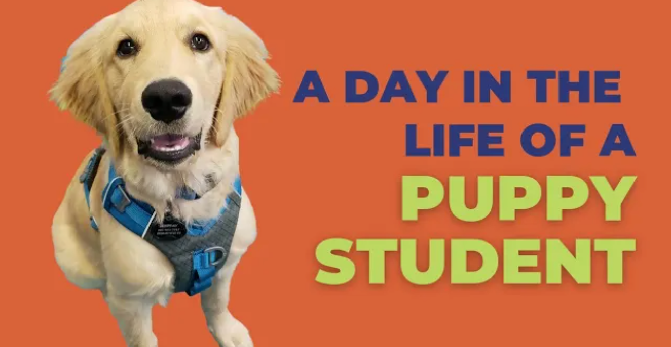 Load video: Rocky Mountain Dog Training Puppy Day School Programs