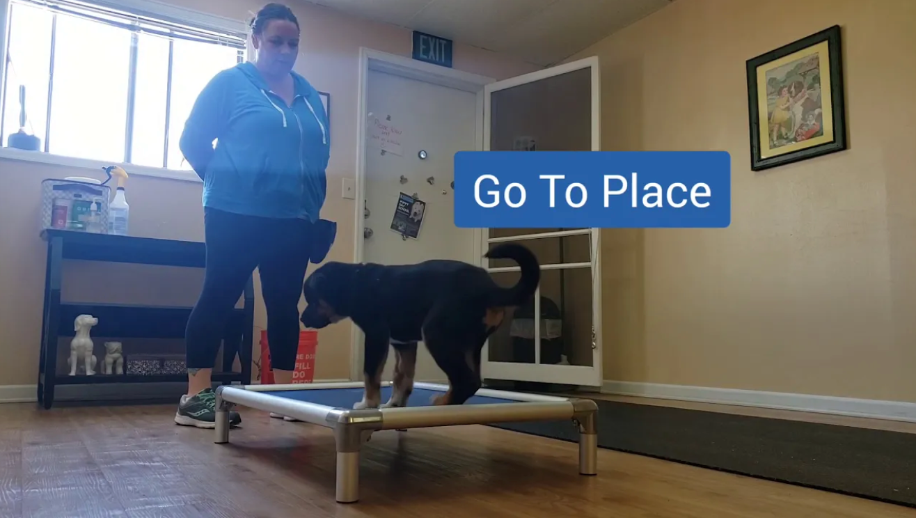 Load video: Rocky Mountain Dog Training - Ultimate Puppy Program