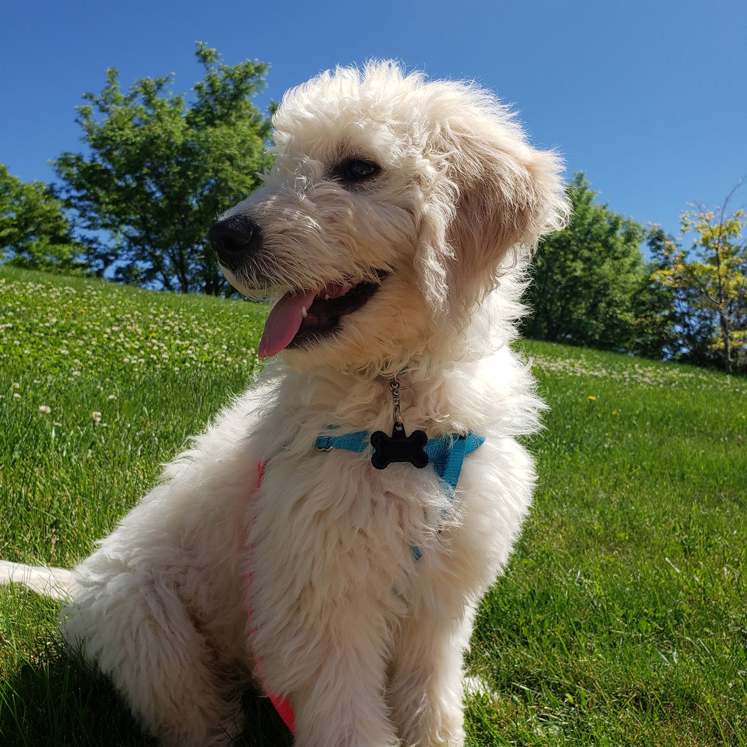 Rocky Mountain Dog Training - Social Puppy 2 Week Thumbnail