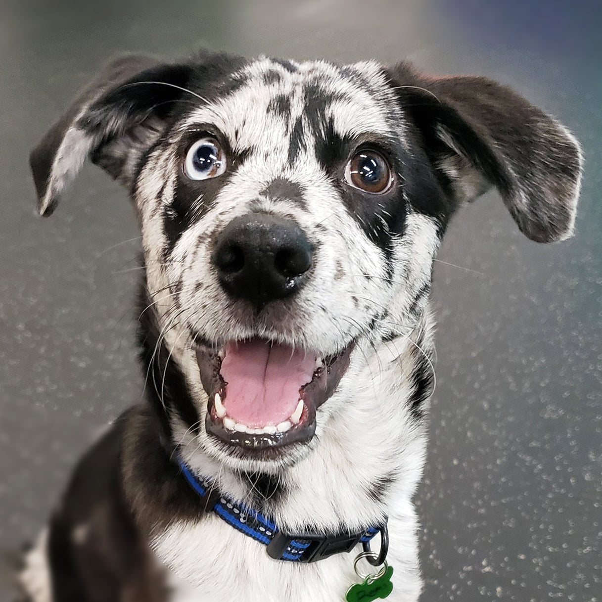 Rocky Mountain Dog Training - Social Puppy 1 Week Thumbnail