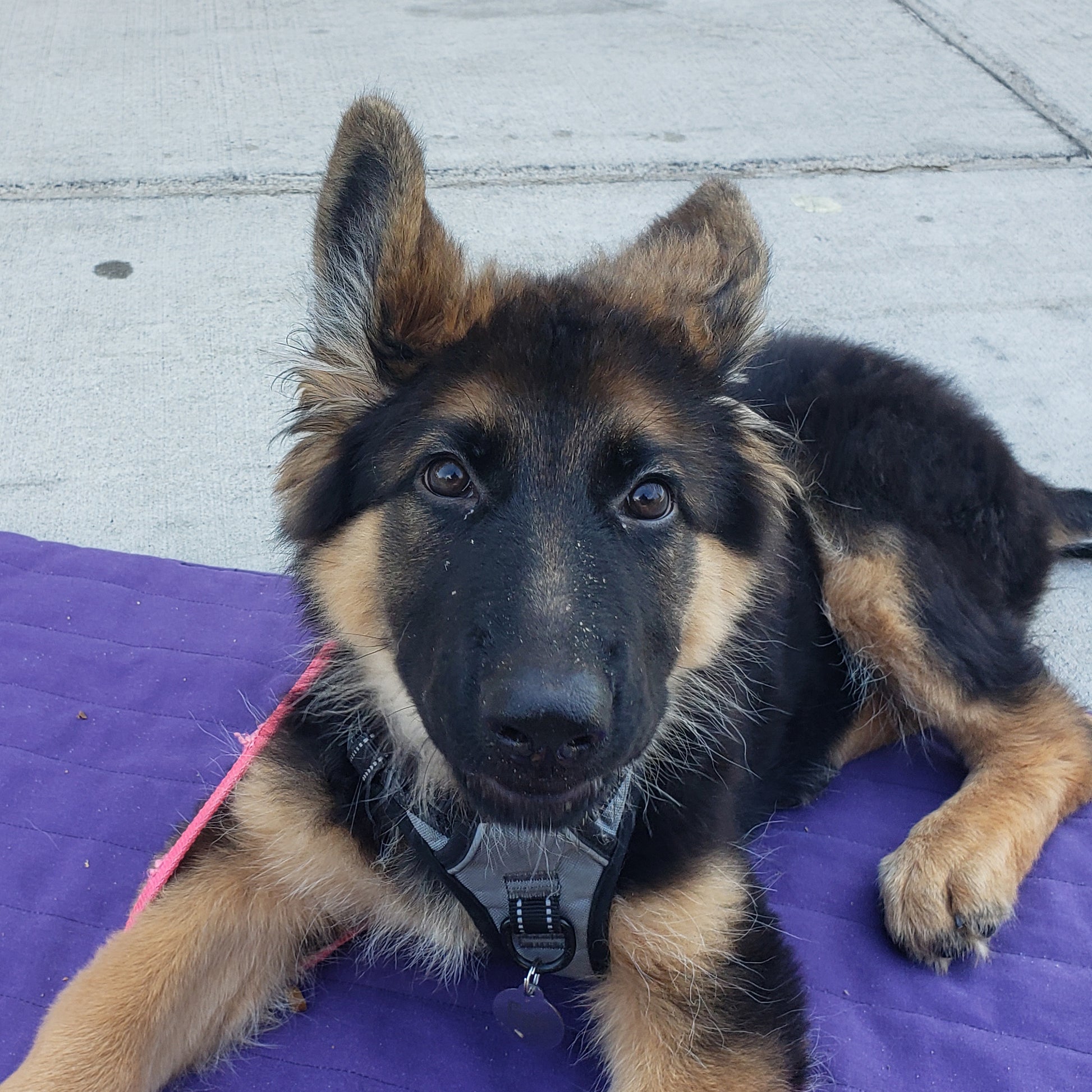 Rocky Mountain Dog Training - Ultimate Puppy Add-On Training Thumbnail